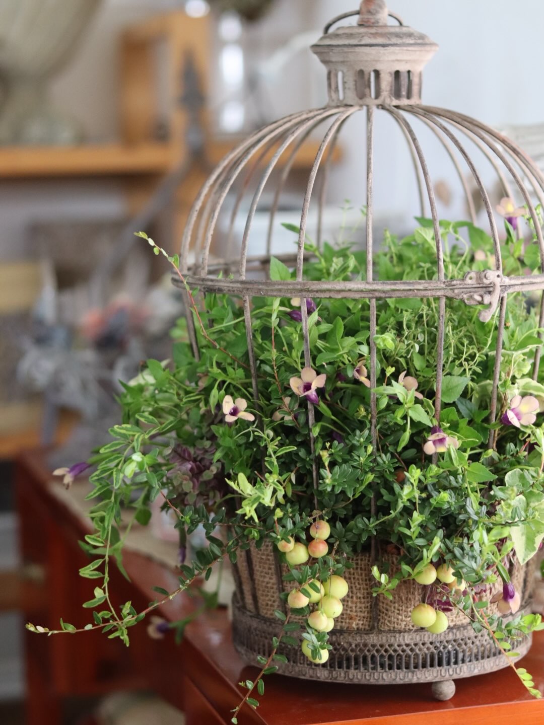 鳥籠から花と葉が広がる夏の寄せ植え