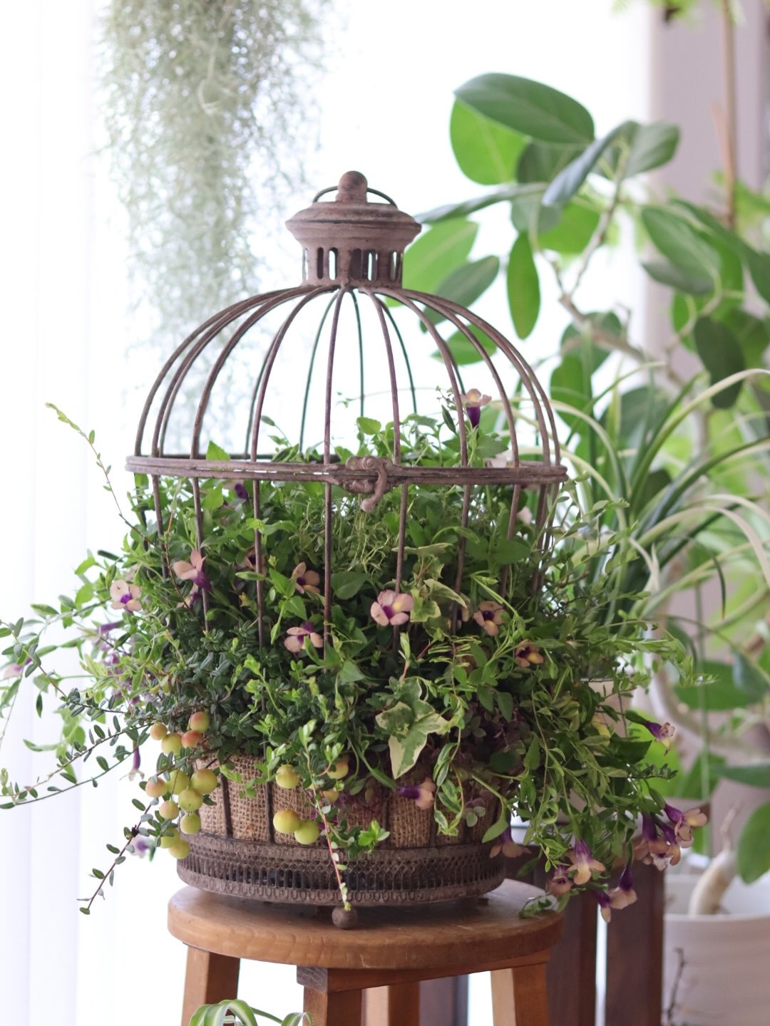 鳥籠の器に植えたスーパートレニア
